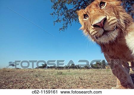 Lion (Panthera leo) adolescent male approaching with curiosity -wide angle perspective-, Maasai Mara National Reserve, Kenya View Large Photo Image Stock Image - Lion (Panthera leo) adolescent male approaching with curiosity -wide angle perspective-, Maasai Mara National Reserve, Kenya. Fotosearch