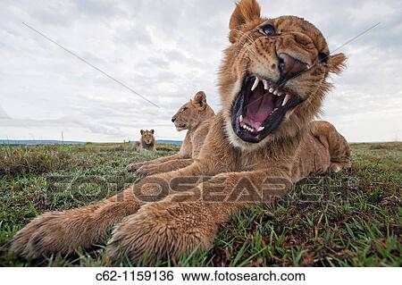 Stock Photograph - Lion (Panthera leo) adolescent male showing aggression -wide angle perspective-, Maasai Mara National Reserve, Kenya. Fotosearch
