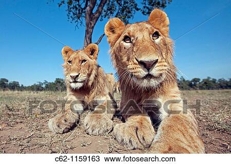 Lion (Panthera leo) adolescent males relaxing -wide angle perspective-, Maasai Mara National Reserve, Kenya View Large Photo Image Stock Image - Lion (Panthera leo) adolescent males relaxing -wide angle perspective-, Maasai Mara National Reserve, Kenya. Fotosearch