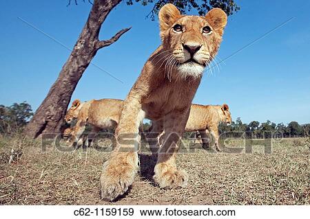 Stock Photo - Lion (Panthera leo) adolescent approaching cautiously -wide angle perspective-, Maasai Mara National Reserve, Kenya. Fotosearch