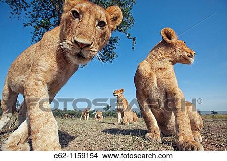 Lion (Panthera leo) adolescents approaching with curiosity -wide angle perspective-, Maasai Mara National Reserve, Kenya View Large Photo Image Picture - Lion (Panthera leo) adolescents approaching with curiosity -wide angle perspective-, Maasai Mara National Reserve, Kenya. Fotosearch