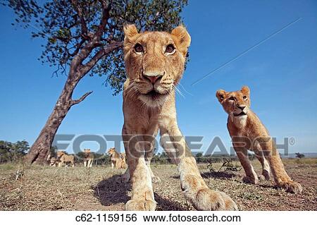 Lion (Panthera leo) adolescents approaching with curiosity -wide angle perspective-, Maasai Mara National Reserve, Kenya View Large Photo Image Stock Photograph - Lion (Panthera leo) adolescents approaching with curiosity -wide angle perspective-, Maasai Mara National Reserve, Kenya. Fotosearch