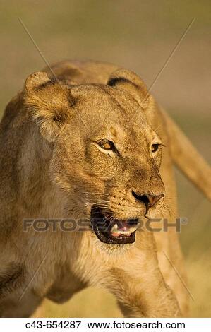 Stock Photo - Lion (Panthera leo). Aggressive posture of a lioness. Chobe National Park, Botswana.. Fotosearch