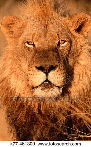 Lion (Panthera leo), captive at game farm. Namibia View Large Photo Image Stock Photo - Lion (Panthera leo), captive at game farm. Namibia. Fotosearch