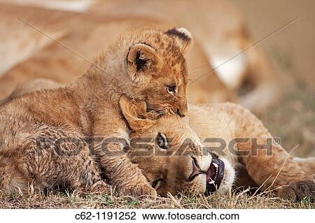 Lion (Panthera leo) cub aged about 4 months playing boisterously with an older cub aged about 9 months, Maasai Mara National Reserve, Kenya View Large Photo Image Stock Image - Lion (Panthera leo) cub aged about 4 months playing boisterously with an older cub aged about 9 months, Maasai Mara National Reserve, Kenya. Fotosearch