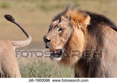 Lion, Panthera leo, Kgalagadi Transfrontier Park, Northern Cape, South Africa View Large Photo Image Stock Photograph - Lion, Panthera leo, Kgalagadi Transfrontier Park, Northern Cape, South Africa. Fotosearch