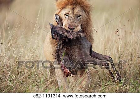 Lion (Panthera leo) male carrying carcass of a dead wildebeest (Connochaetes taurinus) in its mouth, Maasai Mara National Reserve, Kenya View Large Photo Image Picture - Lion (Panthera leo) male carrying carcass of a dead wildebeest (Connochaetes taurinus) in its mouth, Maasai Mara National Reserve, Kenya. Fotosearch