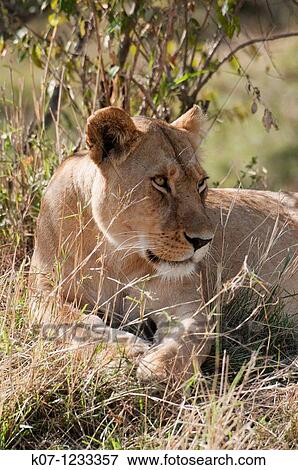 Stock Photo - Lion Panthera leo, Masai Mara, Kenya. Fotosearch