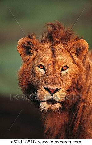 Lion (Panthera leo). Masai Mara Natural Reserve, Kenya View Large Photo Image Stock Photo - Lion (Panthera leo). Masai Mara Natural Reserve, Kenya. Fotosearch