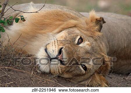 Stock Photograph - Lion ( Panthera leo ) Masai Mara National Park. Kenya. Africa.. Fotosearch