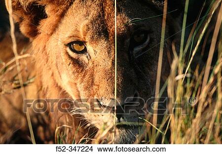 Picture - Lion (Panthera leo). Fotosearch