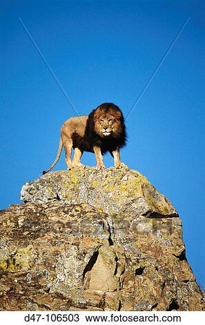 Stock Image - Lion (Panthera leo). Fotosearch