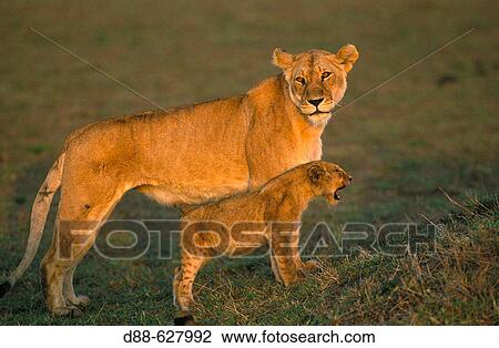 Stock Image - Lion (Panthera leo). Fotosearch