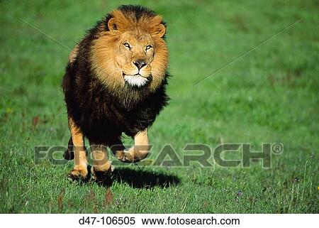 Lion (Panthera leo) View Large Photo Image Stock Photography - Lion (Panthera leo). Fotosearch