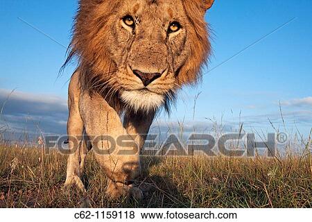 Lion (Panthera leo) young male approaching with curiosity -wide angle perspective-, Maasai Mara National Reserve, Kenya View Large Photo Image Stock Photo - Lion (Panthera leo) young male approaching with curiosity -wide angle perspective-, Maasai Mara National Reserve, Kenya. Fotosearch