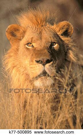 Stock Photography - Lion, portrait (Panthera leo) captive. Game Farm. Namibia.. Fotosearch