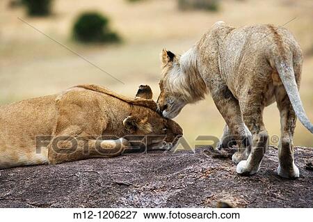 Lion pride Masai Mara - Kenya View Large Photo Image Stock Photo - Lion pride Masai Mara - Kenya. Fotosearch