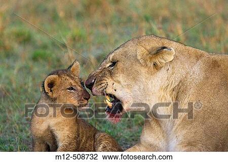 Lioness gets agitated with cub after feeding View Large Photo Image Stock Image - Lioness gets agitated with cub after feeding. Fotosearch