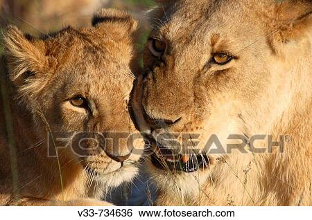 Stock Photograph - Lioness grooming her cub on the plains of the Masai Mara, Kenya. Fotosearch