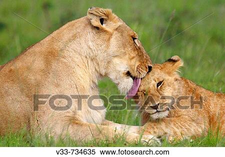 Lioness grooming her cub on the plains of the Masai Mara, Kenya View Large Photo Image Stock Photography - Lioness grooming her cub on the plains of the Masai Mara, Kenya. Fotosearch