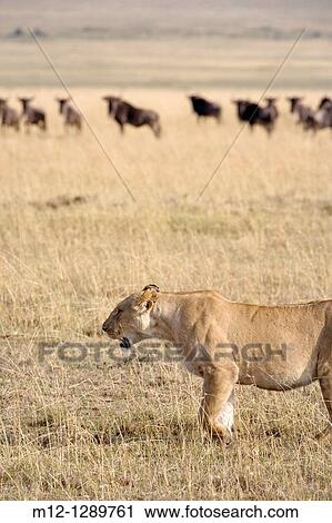 Lioness hunting Wildebeest in the Masai Mara - Kenya View Large Photo Image Stock Image - Lioness hunting Wildebeest in the Masai Mara - Kenya. Fotosearch