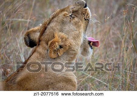 lioness in Masai Mara, Kenia View Large Photo Image Stock Photograph - lioness in Masai Mara, Kenia. Fotosearch