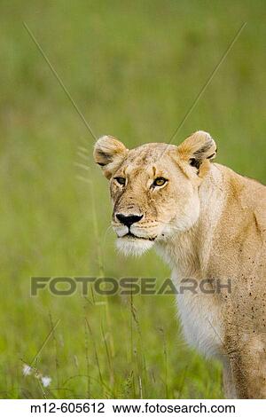 Lioness in the Masai Mara View Large Photo Image Stock Image - Lioness in the Masai Mara. Fotosearch