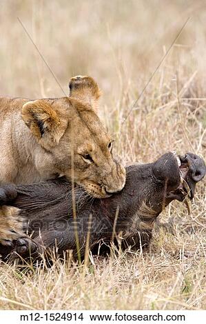 Lioness killing a warthog in the Masai Mara View Large Photo Image Picture - Lioness killing a warthog in the Masai Mara. Fotosearch