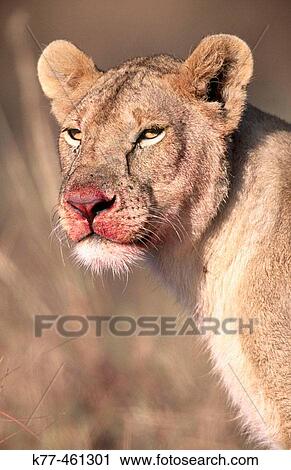 Lioness (Panthera leo), after feeding. Masai Mara Game Reserve. Kenya View Large Photo Image Stock Image - Lioness (Panthera leo), after feeding. Masai Mara Game Reserve. Kenya. Fotosearch