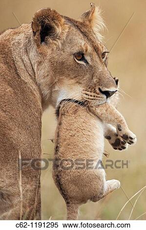 Lioness (Panthera leo) carrying her cub aged 2-3 months, Maasai Mara National Reserve, Kenya View Large Photo Image Stock Photography - Lioness (Panthera leo) carrying her cub aged 2-3 months, Maasai Mara National Reserve, Kenya. Fotosearch