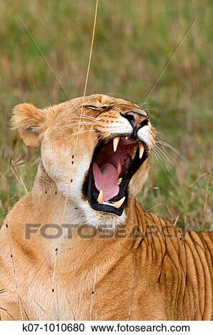 Lioness Panthera leo, Masai Mara National Reserve, Kenya View Large Photo Image Stock Image - Lioness Panthera leo, Masai Mara National Reserve, Kenya. Fotosearch
