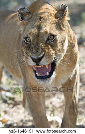 Lioness (Panthera leo) showing aggression, Kruger National Park, South Africa View Large Photo Image Stock Image - Lioness (Panthera leo) showing aggression, Kruger National Park, South Africa. Fotosearch
