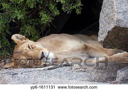 lioness Panthera leo sleeping on rock, Serengeti National Park, Tanzania View Large Photo Image Stock Image - lioness Panthera leo sleeping on rock, Serengeti National Park, Tanzania. Fotosearch