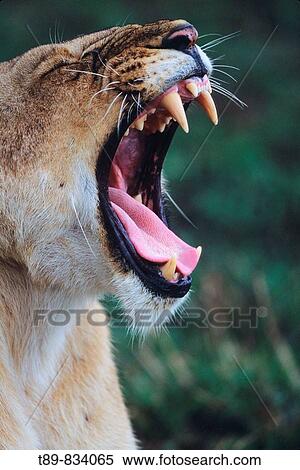 Lioness, Panthera leo View Large Photo Image Stock Photography - Lioness, Panthera leo. Fotosearch