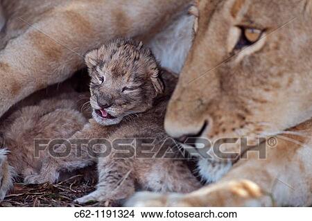 Lioness (Panthera leo) with cub less than 2 days old, Maasai Mara National Reserve, Kenya View Large Photo Image Picture - Lioness (Panthera leo) with cub less than 2 days old, Maasai Mara National Reserve, Kenya. Fotosearch