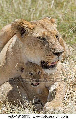 Lioness Panthera leo with cub lying in savannah, Masai Mara, Kenya View Large Photo Image Stock Photography - Lioness Panthera leo with cub lying in savannah, Masai Mara, Kenya. Fotosearch