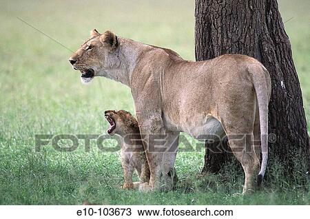 Lioness (Panthera leo) with yawning cub. Masai Mara, Kenya View Large Photo Image Stock Image - Lioness (Panthera leo) with yawning cub. Masai Mara, Kenya. Fotosearch