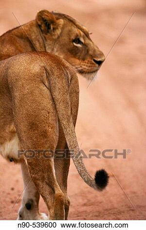 Lioness View Large Photo Image Stock Image - Lioness. Fotosearch