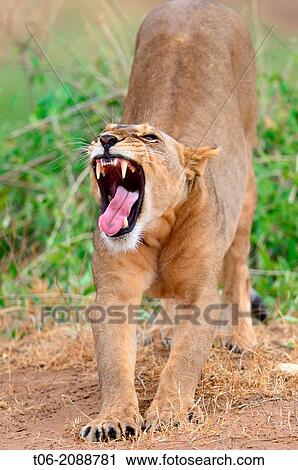Stock Image - Lioness stretching (Panthera leo) Samburu Reserve, Kenya, Africa, October.. Fotosearch
