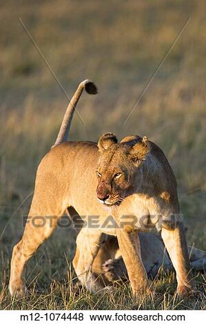 Stock Photo - Lionesses in the Masai Mara. Fotosearch