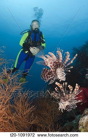 Lionfish and Scuba Diver, Pterois volitans, Raja Ampat, West Papua, Indonesia View Large Photo Image Stock Image - Lionfish and Scuba Diver, Pterois volitans, Raja Ampat, West Papua, Indonesia. Fotosearch