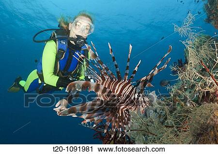 Lionfish and Scuba Diver, Pterois volitans, Raja Ampat, West Papua, Indonesia View Large Photo Image Stock Image - Lionfish and Scuba Diver, Pterois volitans, Raja Ampat, West Papua, Indonesia. Fotosearch