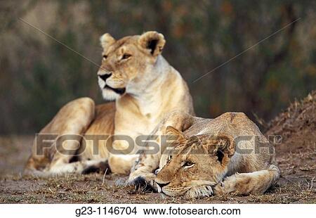 Lions in Kenya View Large Photo Image Picture - Lions in Kenya. Fotosearch