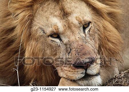 Lions, lat. panthera leo View Large Photo Image Stock Photo - Lions, lat. panthera leo. Fotosearch