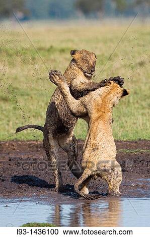 Lions Panthera leo, Masai Mara National Reserve, Kenya View Large Photo Image Stock Image - Lions Panthera leo, Masai Mara National Reserve, Kenya. Fotosearch