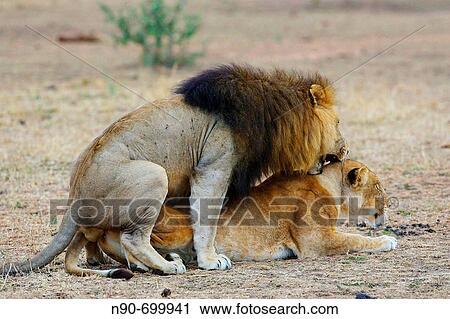 Stock Image - Lions. Fotosearch