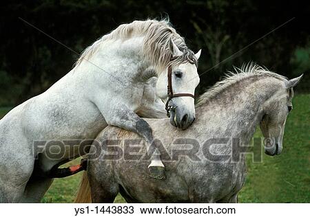 Lipizzan 馬 雌馬 そして 種馬 交尾 ストックイメージ Ys1 Fotosearch