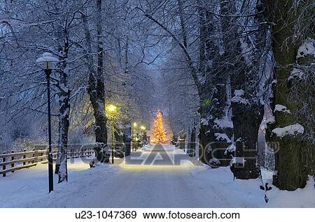 Stock Photo - Lit Chistmas tree in the evening in front of a manor house. Fotosearch