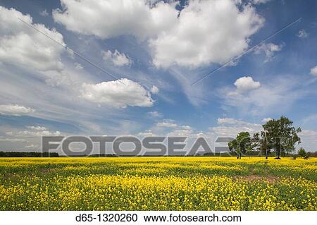 Stock Image - Lithuania, Central Lithuania, Joniskis, field of mustard flowers in springtime. Fotosearch