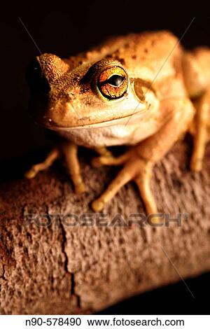 Stock Image - Litoria moorei. Fotosearch